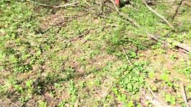 Yaz günü ile ormanda Orienteering.