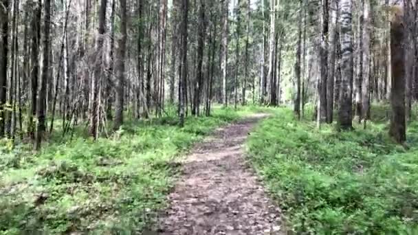 Forest with pine trees at summer day — Stock Video