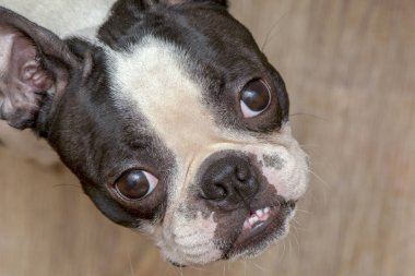 Boston Terrier köpeği yukarı bakıyor