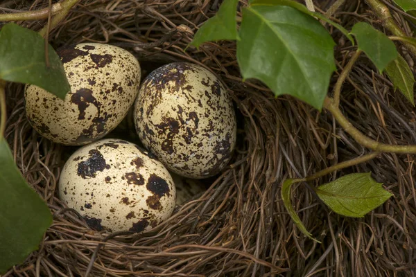 Huevos de codorniz — Foto de Stock