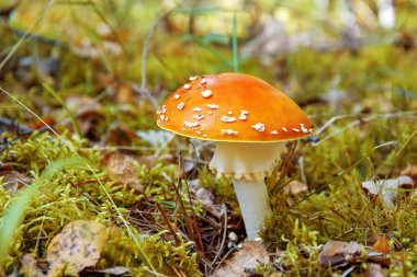 Mantarlı fly agaric sonbahar ormandaki turuncu bir şapka ile