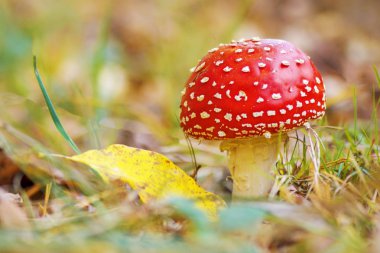 Kırmızı sinek agaric sonbahar ormanda büyüyen