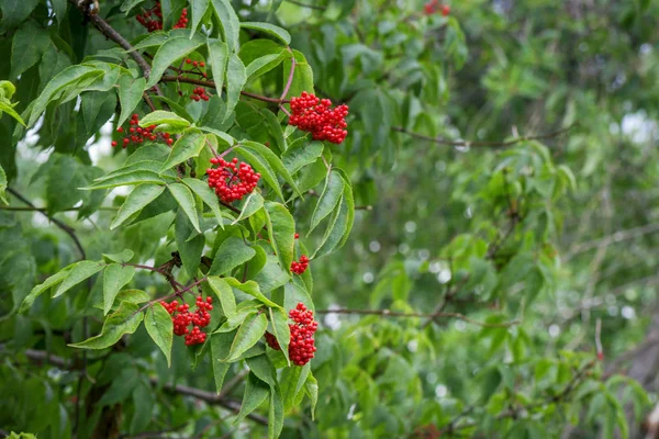 밝은 녹색 빨간색 과일와 elderberry 여름에서 화창한 날에 나뭇잎 — 스톡 사진