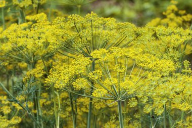 bitki baharat dereotu yazın güneşli havalarda sarı
