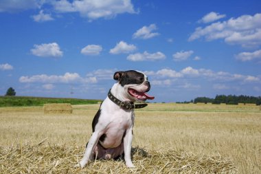 köpek doğurmak Boston korkunç doğa saman üzerinde yaz aylarında alanında güneşli havalarda
