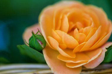 güzel taze çiçek mini gül turuncu renk. makro