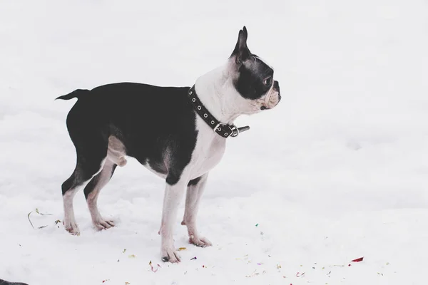 köpek doğurmak Boston korkunç bir yürüyüş için bir kış gününde