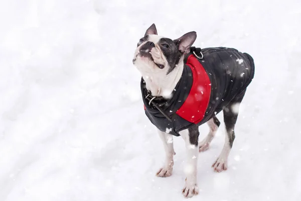 köpek doğurmak Boston korkunç kış giysileri içinde