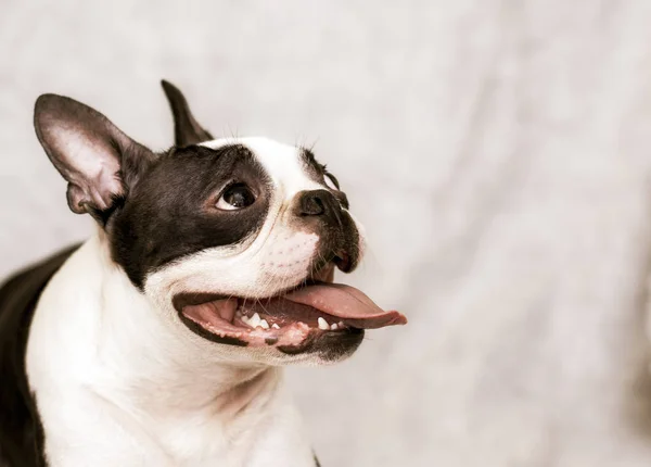 Hund rasen Bostonterrier med ett glatt ansikte och förtorkade tungan poserar på en ljus bakgrund. porträtt. — Stockfoto