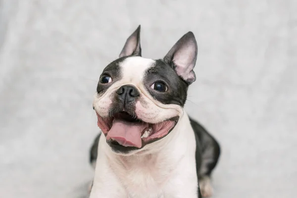 Hunderasse Boston Terrier mit fröhlichem Gesicht und ausgetrockneter Zunge posiert auf hellem Hintergrund. Porträt. — Stockfoto