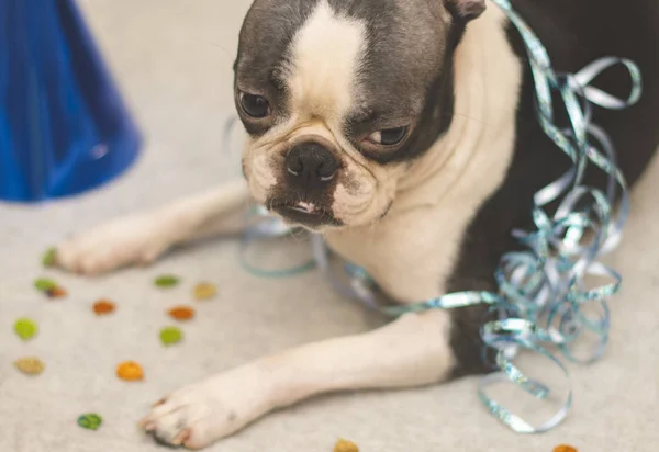 Boston Terrier breed dog tired and sad and sleepy after party