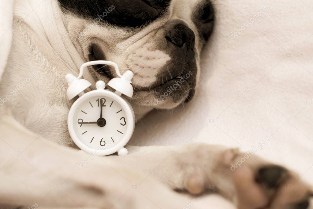 dog breed Boston Terrier overslept and sleeps sweetly in the morning in bed next to a small white clock, wound up at nine in the morning