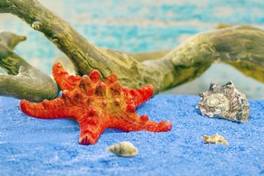 mavi kum üzerinde ahşap driftwood üzerinde kırmızı deniz yıldızı. yakın çekim