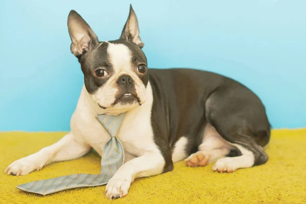 The Boston Terrier is lying on improvised green grass on a blue background in a business tie. — Stock Photo, Image