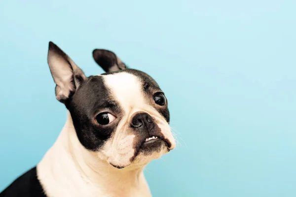 Porträtt av en hund rasen bostonterrier med en uppmärksam intelligent titta på en blå bakgrund. kopia utrymme — Stockfoto