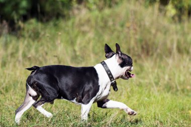 Boston Terrier doğurmak köpek mutlu ve memnundular yeşil orman yoluyla yürüyüşe çalışır