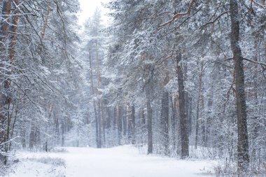 sihirli kış orman ağaçları ve araba farlar kar ile akşam