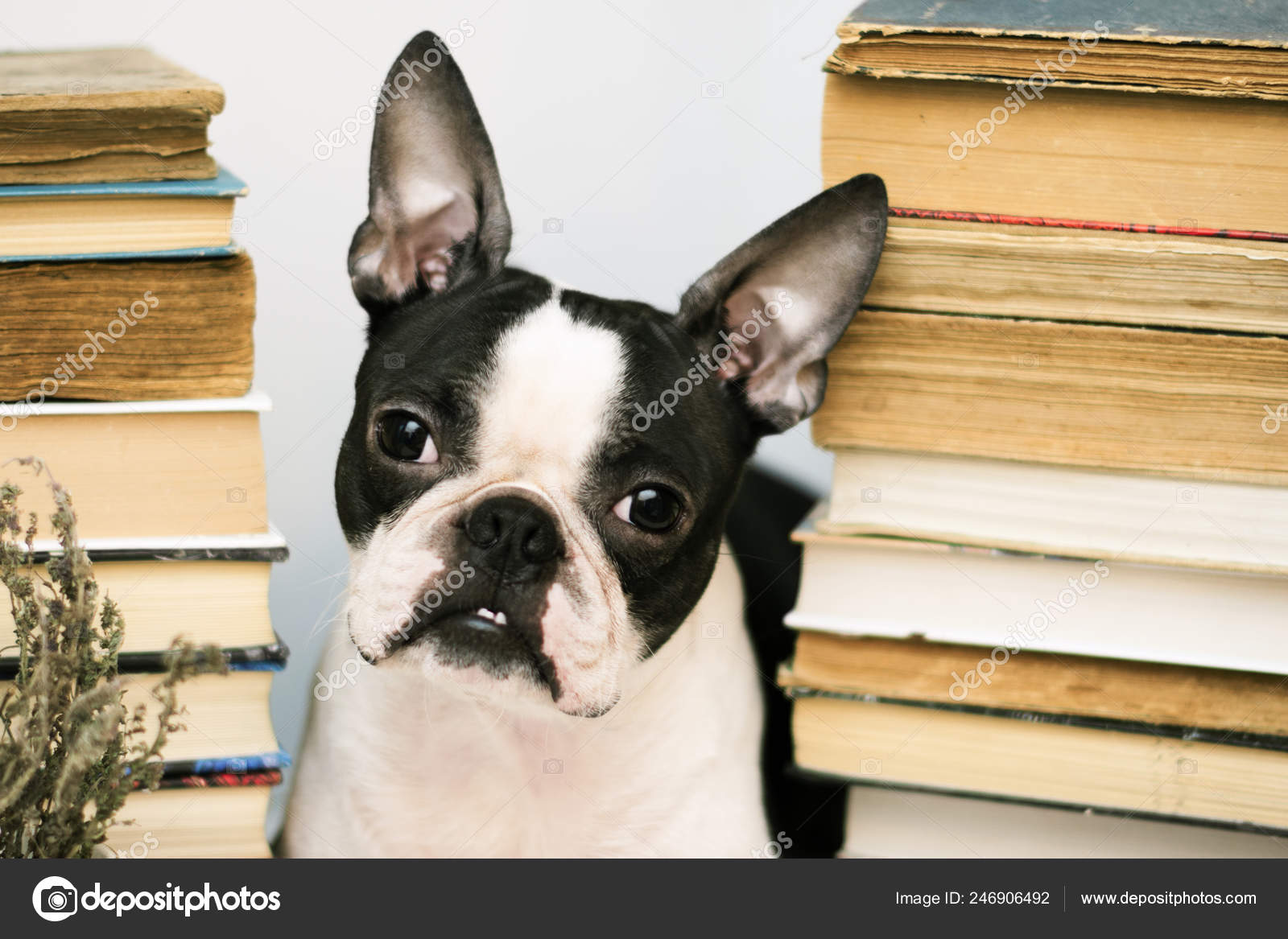 Are Boston Terriers Smart Dogs