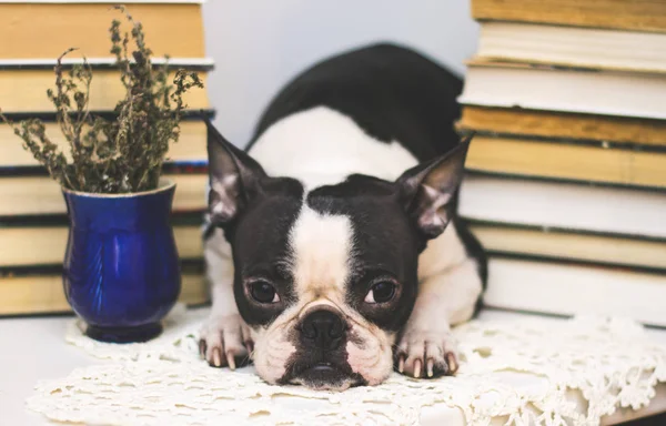 Smart hund rasen bostonterrier mellan högar av gamla och nya böcker i biblioteket — Stockfoto