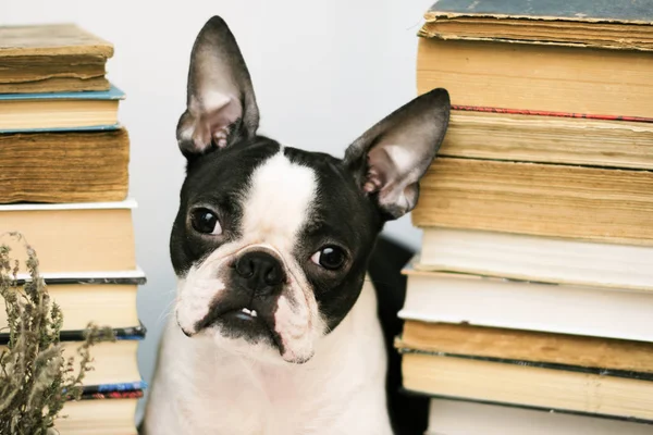 Smart hund rasen bostonterrier mellan högar av gamla och nya böcker i biblioteket — Stockfoto