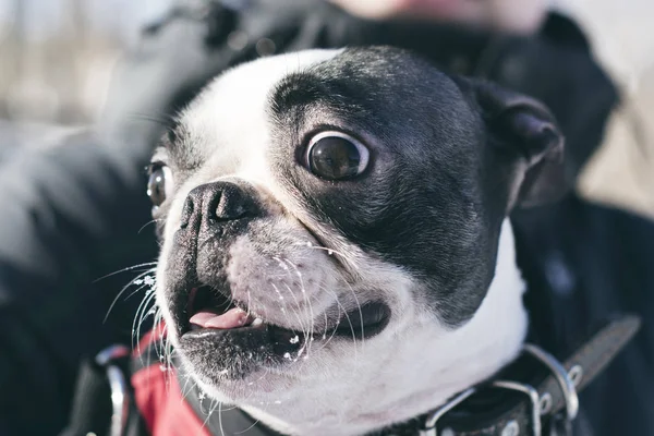 Känslor-rädsla, skräck, överraskning, chock på munkorg hund rasen bostonterrier rasen. närbild — Stockfoto