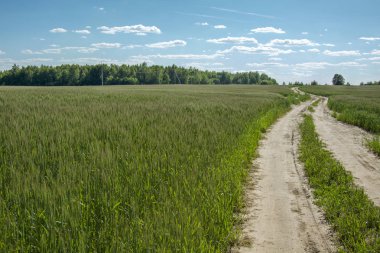 Yaz manzara mavi gökyüzü bulutlu karşı genç yeşil buğday alanıyla. manzarası