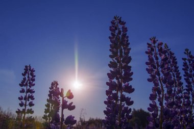 arka plan ve fare bezelye silüeti mavi gökyüzü ve yaz güneşte karşı bitki