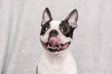 köpek doğurmak boston korkunç bir gülen yüz ve kurak dil hafif bir arka plan üzerinde poz. portre.
