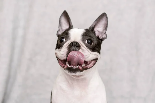 köpek doğurmak boston korkunç bir gülen yüz ve kurak dil hafif bir arka plan üzerinde poz. portre.