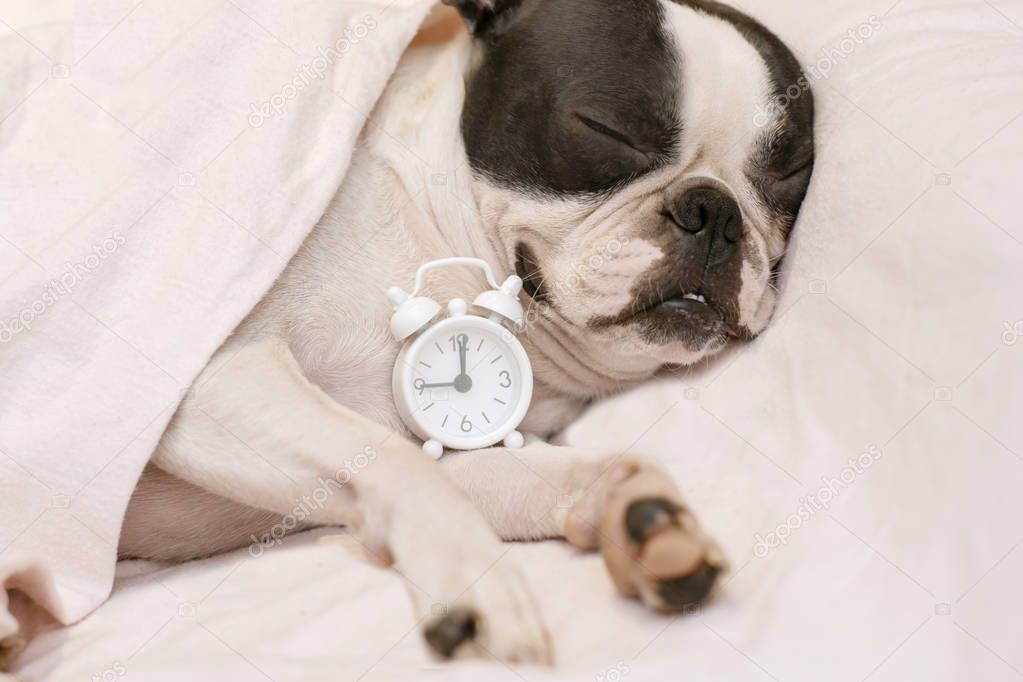 dog breed Boston Terrier overslept and sleeps sweetly in the morning in bed next to a small white clock, wound up at nine in the morning