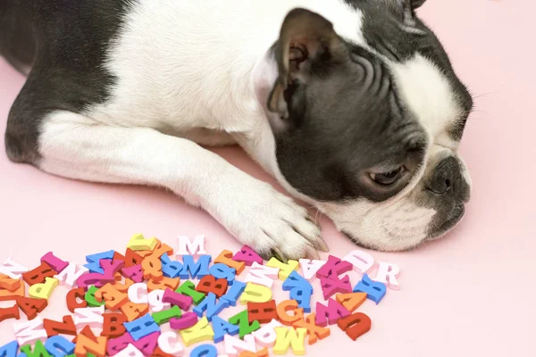 En ledsen och dyster hund om Boston förfärlig skapa är liggande närmast den mångfärgad engelsk breven på en rosa bakgrunden. tillbaka till skolan — Stockfoto