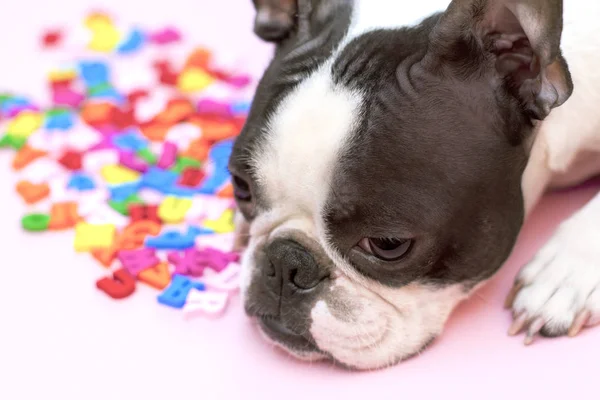Boston terrier doğurmak üzücü ve kasvetli köpek pembe bir arka planda çok renkli Ingilizce harfler yanında yatıyor. okula geri