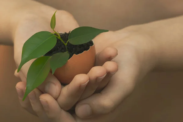 Earth day is an international holiday on planet Earth. The child holds in his hand the shell from the egg in which the earth and a lonely Bush of a plant.