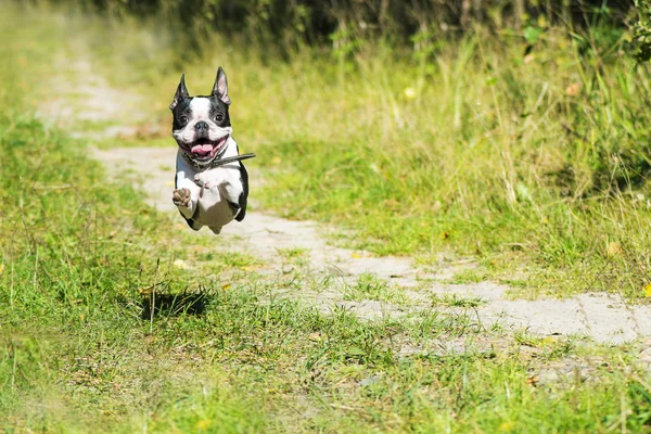 Hayvan köpek ırkı Boston Terrier güneşli bir yaz gününde ormanda yol boyunca mutlu ve memnun çalışır.