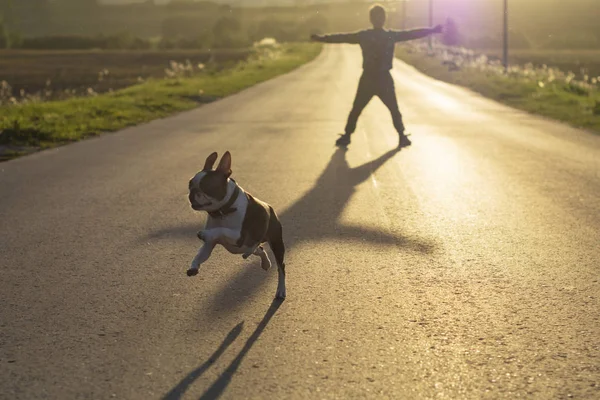 Bir Boston Terrier köpek yol boyunca atlama ve bir yaz akşamı batan güneş ile arka ışıkta bir çocuk ile Yaşam Tarzı.