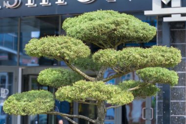 Şehirde yeşil bir taç ile Olağandışı güzel egzotik ağaç