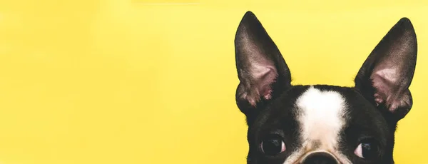 Den topp om hund ' huvud med stor svart öra Boston förfärlig skapa på en gult bakgrunden. Kreativa. Banner — Stockfoto