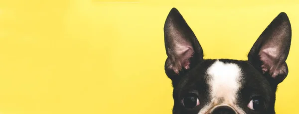 Büyük siyah kulakları Boston Terrier sarı bir arka plan üzerinde doğurmak ile köpek başının üst. Yaratıcı. Afiş