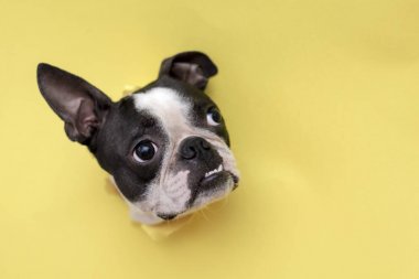 Köpek ırkıBoston Terrier başkanı sarı kağıt delik üzerinden gözetleme.