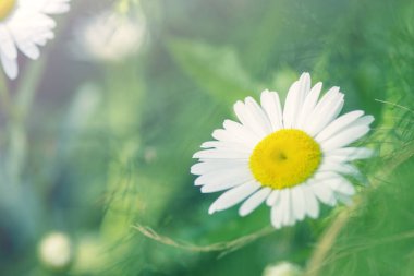 Papatya beyaz yaprakları ve sarı yuvarlak orta ile güzel bir çiçektir. Makro.