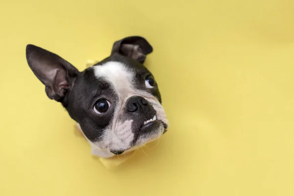 Huvudet av hunden rasen Boston terrier kikar genom hålet i gult papper. — Stockfoto