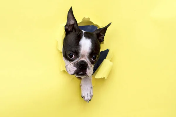 Huvudet av hunden rasen Boston terrier kikar genom hålet i gult papper. — Stockfoto