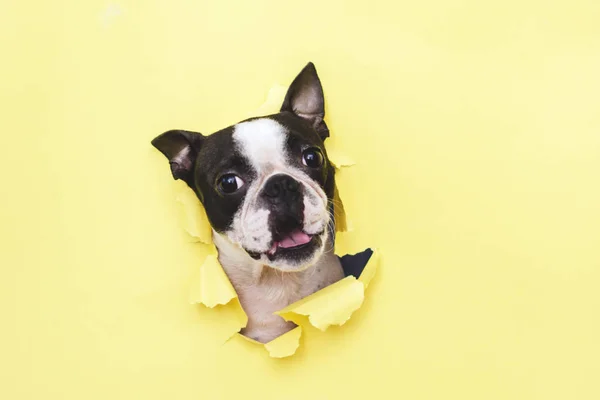 Köpek ırkıBoston Terrier başkanı sarı kağıt delik üzerinden gözetleme.