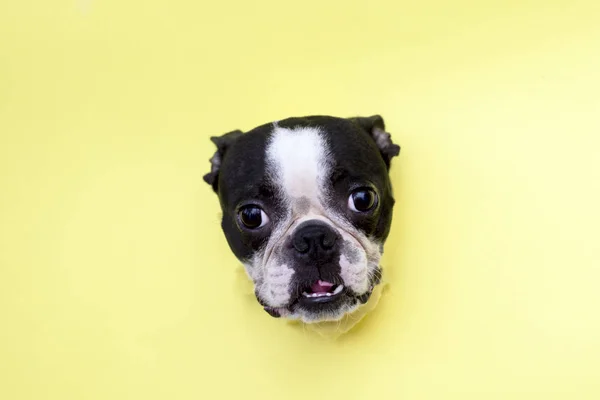 Köpek ırkıBoston Terrier başkanı sarı kağıt delik üzerinden gözetleme.
