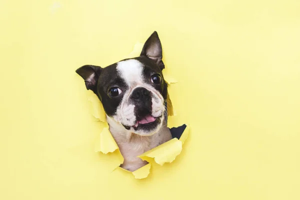 Το κεφάλι του σκύλου φυλή Boston τεριέ κρυφοκοιτάζει μέσα από την τρύπα σε κίτρινο χαρτί. Royalty Free Εικόνες Αρχείου