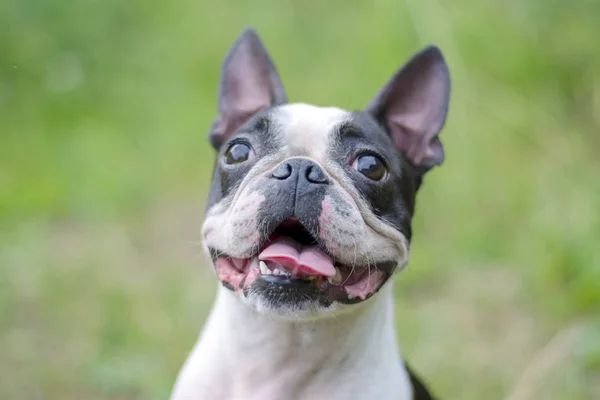 Portrait of Boston Terrier dog with tongue and smile on the background of green nature. — Stock Photo, Image