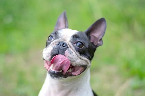 Portrait of Boston Terrier dog with tongue and smile on the background of green nature.