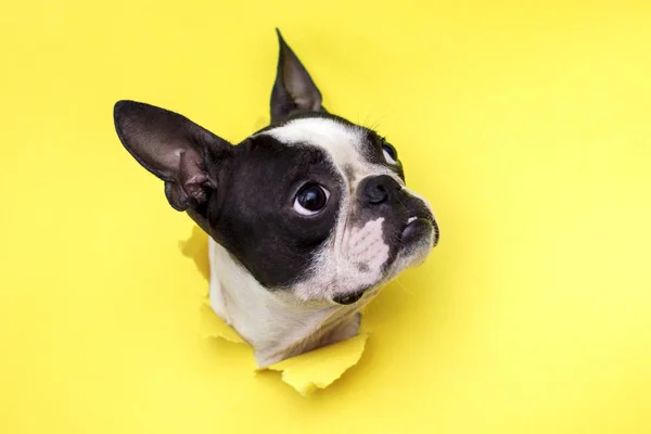 Hund rasen Boston terrier skjuter hans ansikte i ett papper hål gul. — Stockfoto