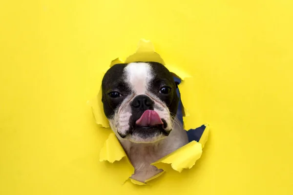 Σκύλος φυλή Boston τεριέ σπρώχνει το πρόσωπό του σε μια τρύπα χαρτί κίτρινο. Φωτογραφία Αρχείου