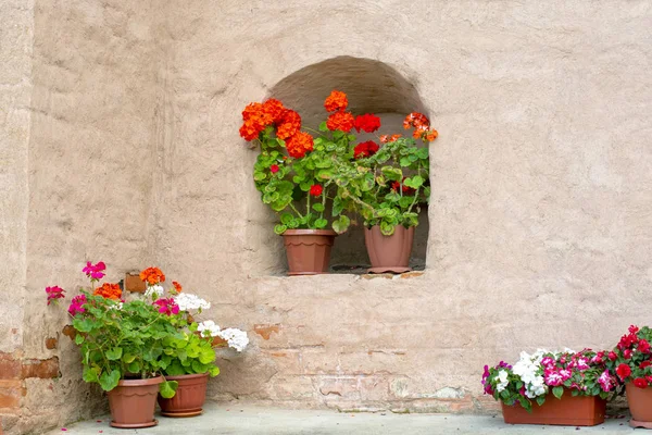 Red and white geranium in pots on the street near the old wall. — Stock Photo, Image